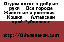 Отдам котят в добрые руки. - Все города Животные и растения » Кошки   . Алтайский край,Рубцовск г.